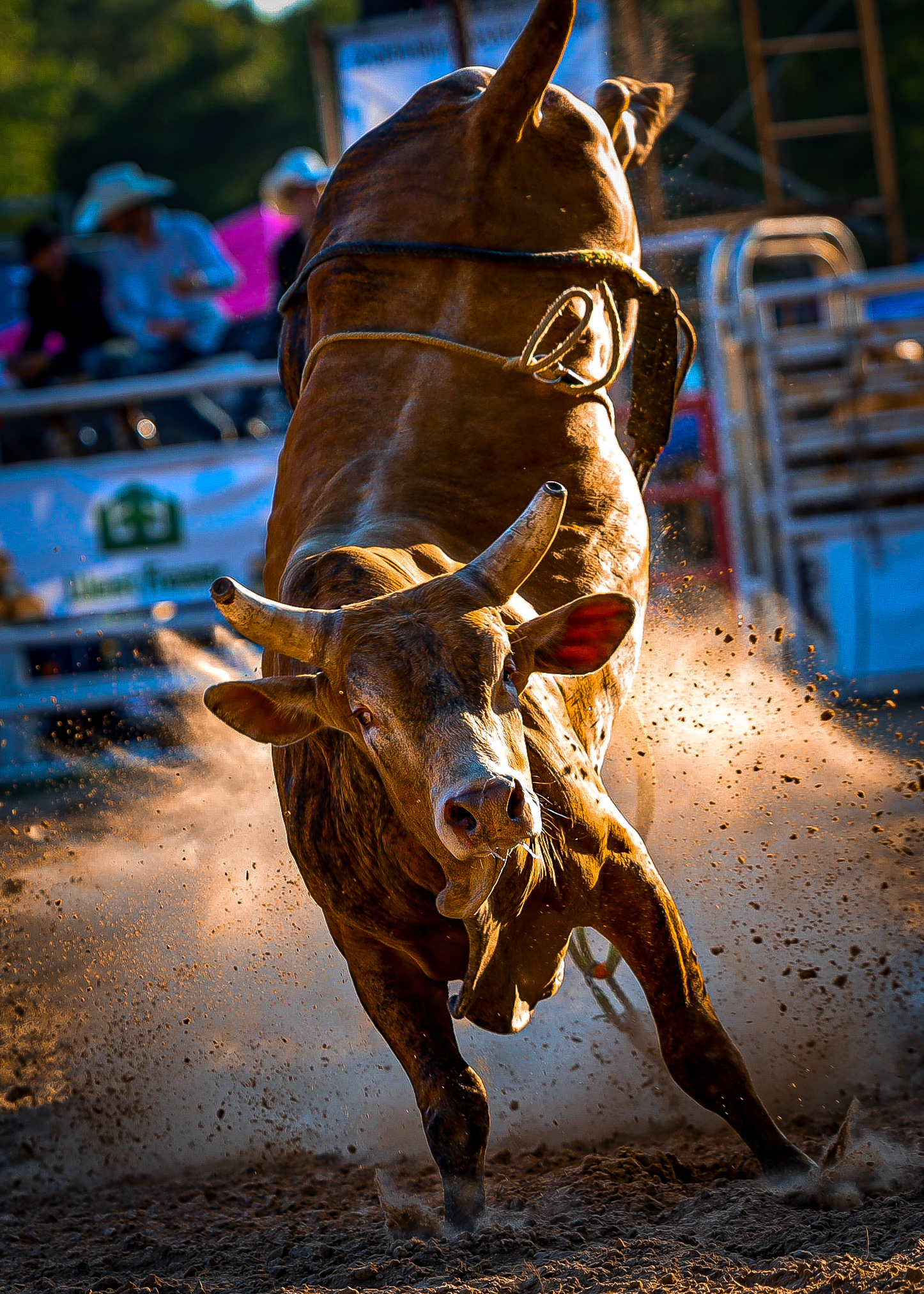 Current Top Money Bulls « World Senior Professional Bull Riders